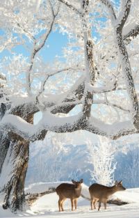 吉林长白山+延吉6日5晚跟团游